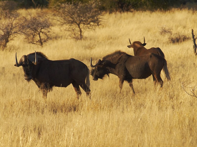Mount Etjo, Gnu